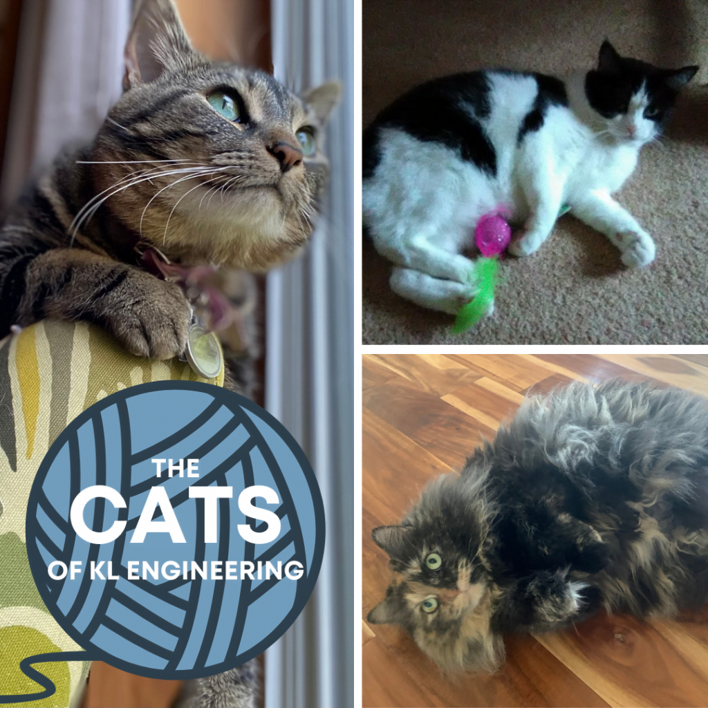 The Cats of KL